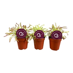 Drosera 5Ø 7cm