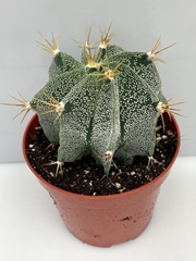 Astrophytum Ornatum 10Ø 10cm
