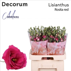 Eustoma Double Rosita Red 70cm