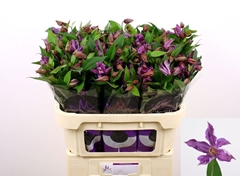Clematis Amazing Geneva 70cm
