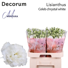 Eustoma Double Celeb Chrystal 70cm
