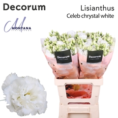 Eustoma Double Celeb Chrystal 70cm