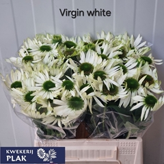 Echinacea Virgin 40cm