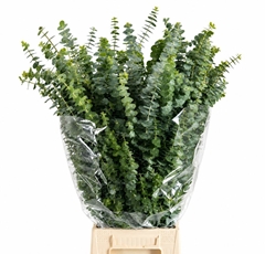 Eucalyptus Baby Blue Per Bunch 70cm 300gr.