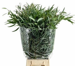Eucalyptus Nicholii Per Bunch 70cm 300gr.