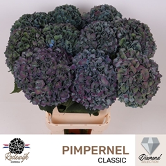 Hydrangea Pimpernel Aubergine Classic 100cm 24-26cm Hd