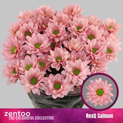 Chrysanth Spray Resq Salmon 70cm 85gr.