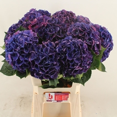 Hydrangea Royal King 60cm 16-18cm Hd