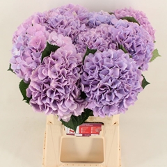 Hydrangea Royal Benefit 60cm 16-18cm Hd
