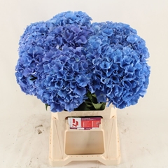 Hydrangea Royal Parade 60cm 18-20cm Hd