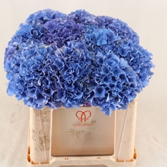 Hydrangea Royal Parade 50cm 17-19cm Hd