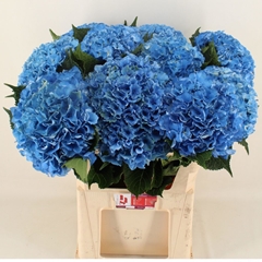 Hydrangea Royal Parade 80cm 18-20cm Hd