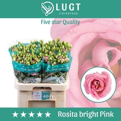 Eustoma Double Rosita Bright Pink 70cm