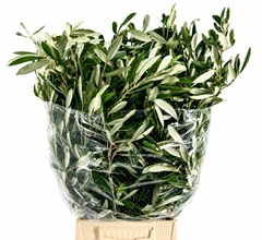 Olea Europaea Per Bunch 70cm 300gr.