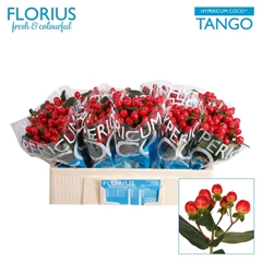 Hypericum Coco Tango 50cm