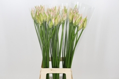 Nerine Bicolor Bionce 80cm