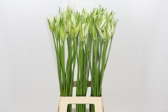 Nerine Like A Virgin 80cm