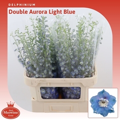 Delphinium Double Aurora Blue 80cm