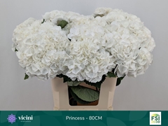 Hydrangea Royal Princess 80cm 19-21cm Hd