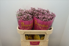 Limonium Sinense Blush Diamond 70cm 30gr.