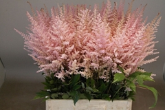 Astilbe Erika 65cm