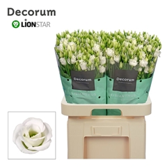 Eustoma Double Rosita White 70cm