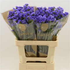 Limonium Sinuatum Levis Wings 70cm 35gr.