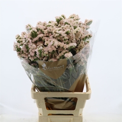 Limonium Sinuatum Apricot Sun Birds 70cm 35gr.