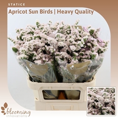 Limonium Sinuatum Apricot Sun Birds 80cm 45gr.