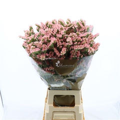Limonium Sinuatum Emma Peach+ 80cm 35gr.
