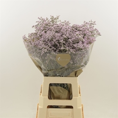 Limonium Safora Oshi Pink 70cm 35gr.