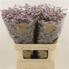 Limonium Safora Oshi Pink 80cm 45gr.