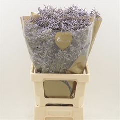 Limonium Safora Lilac 70cm 35gr.
