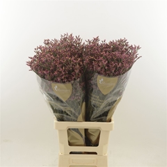 Limonium Sinense Scarlet Diamond 70cm 25gr.