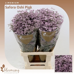 Limonium Safora Oshi Pink 80cm 35gr.