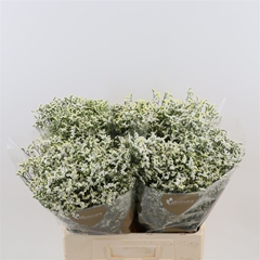 Limonium Sinense China White 60cm 20gr.
