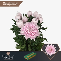 Chrysanth Single Honeymoon 70cm 105gr.