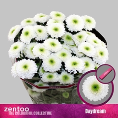 Chrysanth Spray Daydream 70cm 70gr.