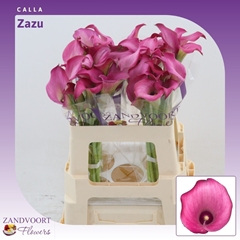 Zantedeschia Zazu 55cm