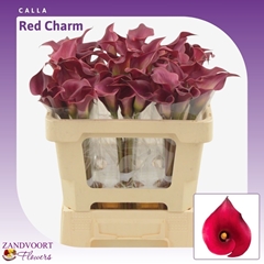 Zantedeschia Red Charm 50cm