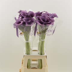 Zantedeschia Durban 80cm