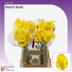 Zantedeschia Dutch Gold 60cm
