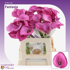 Zantedeschia Fantasia 55cm