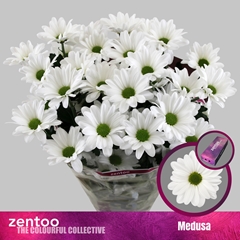 Chrysanth Spray Medusa 70cm 80gr.