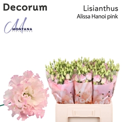 Eustoma Double Alissa Pink 60cm