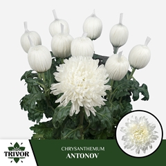 Chrysanth Single Antonov 70cm 90gr.