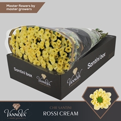 Chrysanth Santini Rossi Cream 55cm 44gr.