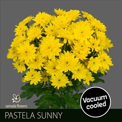 Chrysanth Spray Pastela Sunny 70cm 80gr.