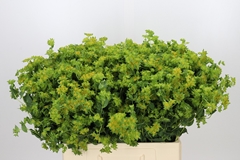 Bupleurum Rotundifolium 60cm