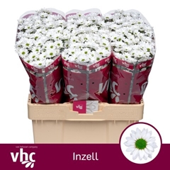 Chrysanth Santini Inzell 55cm 48gr.
